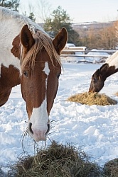 Horse Eating Hay in Winter