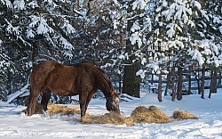 Horse Eating Hay in Winter