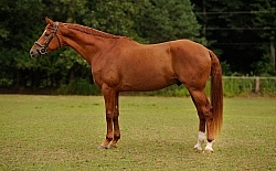 Vee McKeys Hanoverian Conformation