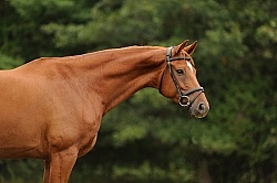 Hanoverian Portrait
