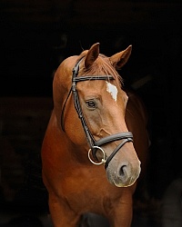 Hanoverian Portrait