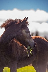 Connemara Filly Grazing, Century Hill s Hazy Pearl Feeding Foals