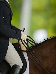 Dressage Apparel