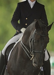 Dressage Apparel