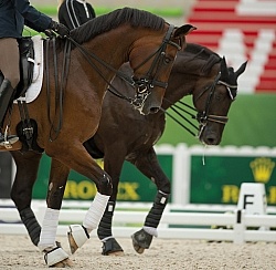 Dressage Warm Up Ring