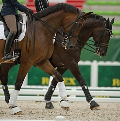 Dressage Warm Up Ring