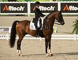 Dressage halt Dressage Halt