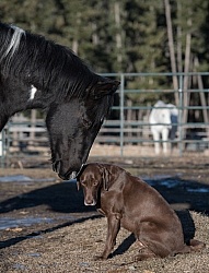 Dog and Horse