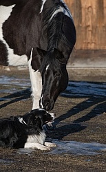 Dog and Horse