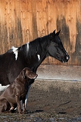 Dog and Horse