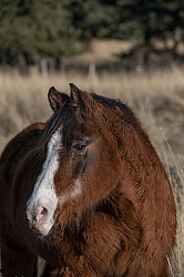 Senior Arabian Portrait