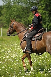 Western Trail Riding Spring Summer