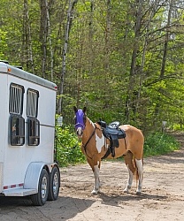 Horse at Trailer
