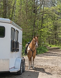 Horse at Trailer