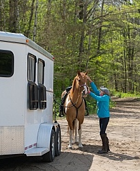 Horse at Trailer