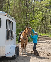 Horse at Trailer