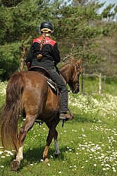 Western Trail Riding Spring Summer