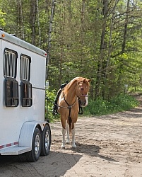 Horse at Trailer