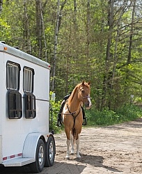 Horse at Trailer