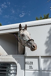 Trailering Enchantment Equitreks