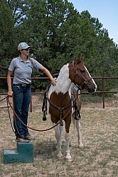 Working with Rescue Horse Enchantment Equitreks
