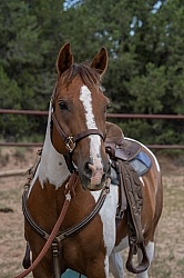 Working with Rescue Horse Enchantment Equitreks
