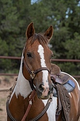 Working with Rescue Horse Enchantment Equitreks
