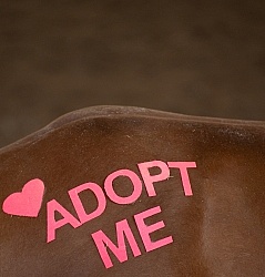 Walkin N Circles Adoptathon