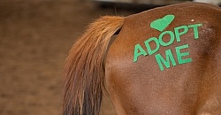 Walkin N Circles Adoptathon