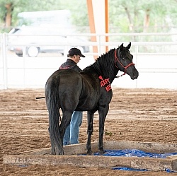 Walkin N Circles Adoptathon