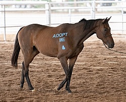 Walkin N Circles Adoptathon
