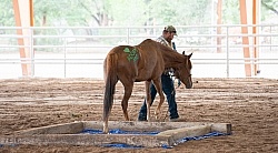 Walkin N Circles Adoptathon