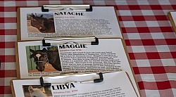 Walkin N Circles Adoptathon