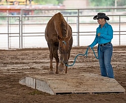 Walkin N Circles Adoptathon