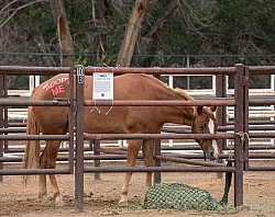 Walkin N Circles Adoptathon