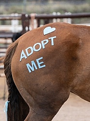 Walkin N Circles Adoptathon