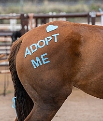 Walkin N Circles Adoptathon