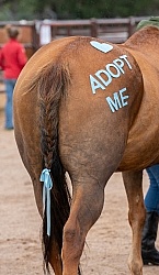 Walkin N Circles Adoptathon