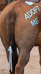 Walkin N Circles Adoptathon