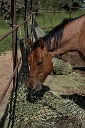 Walkin N Circles Horse Shelter