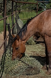 Walkin N Circles Horse Shelter
