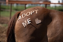 Walkin N Circles Horse Shelter