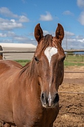 Walkin N Circles Horse Shelter