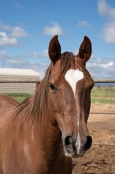 Walkin N Circles Horse Shelter