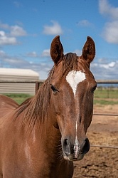 Walkin N Circles Horse Shelter