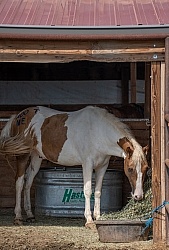 Walkin N Circles Horse Shelter