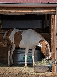 Walkin N Circles Horse Shelter