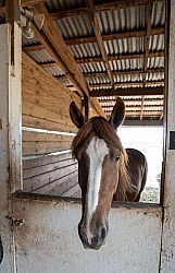 Walkin N Circles Horse Shelter