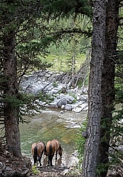 In Camp - Anchor D - Lost Trail Ride