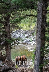 In Camp - Anchor D - Lost Trail Ride